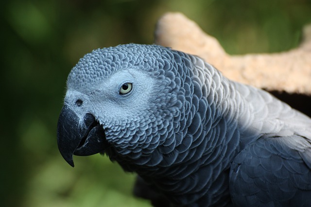 La réglementation des perroquets gris du Gabon » Bienvenue sur le ...